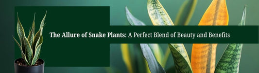 The Allure of Snake Plants: A Perfect Blend of Beauty and Benefits