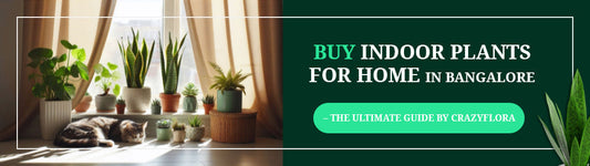 Buy Indoor Plants for Home in Bangalore – The Ultimate Guide by CrazyFlora