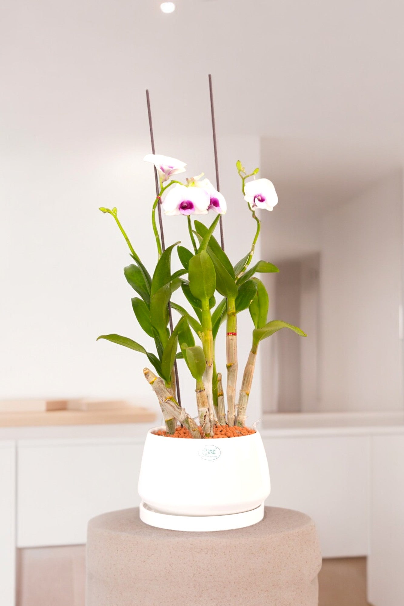Dendrobium Orchid Plants