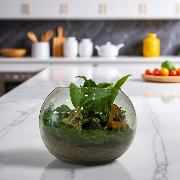 Designer Plants Terrariums