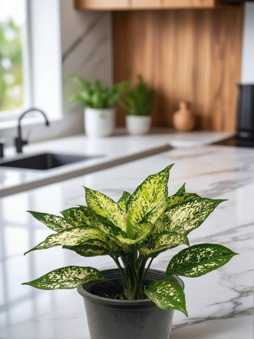 Aglaonema Snow White