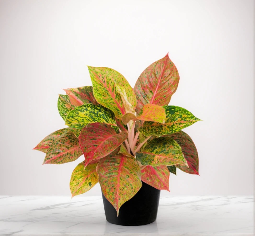 Big Aglaonema Plant