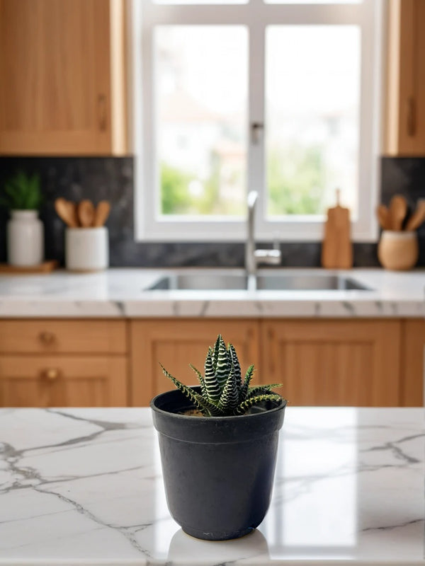 Zebra Plant indoor plant in a pot