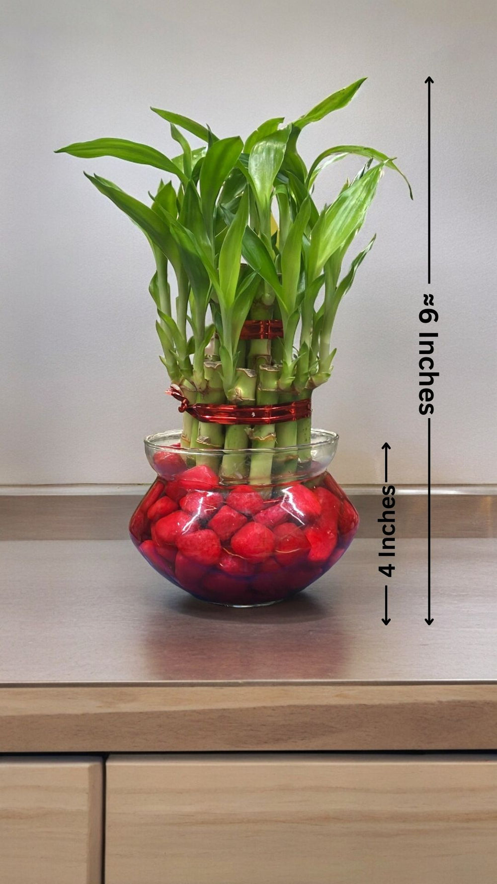 indoor plants in bangalore
