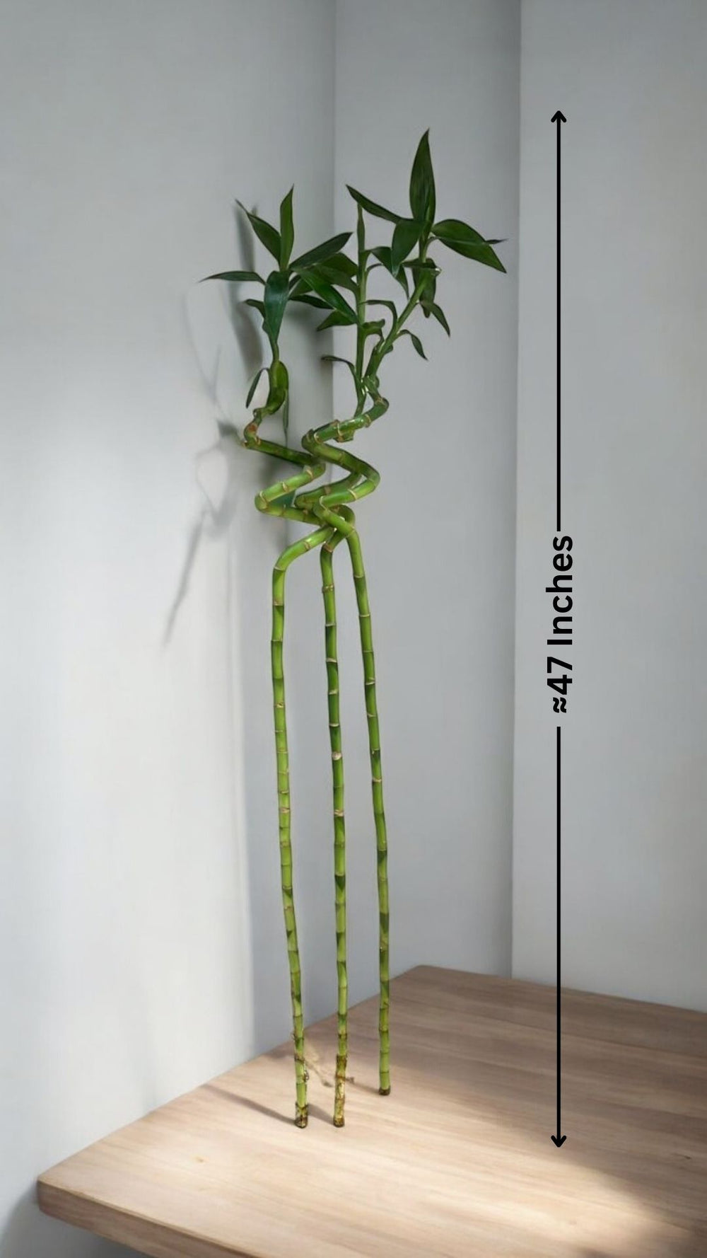 spiral bamboo benefits in Bangalore