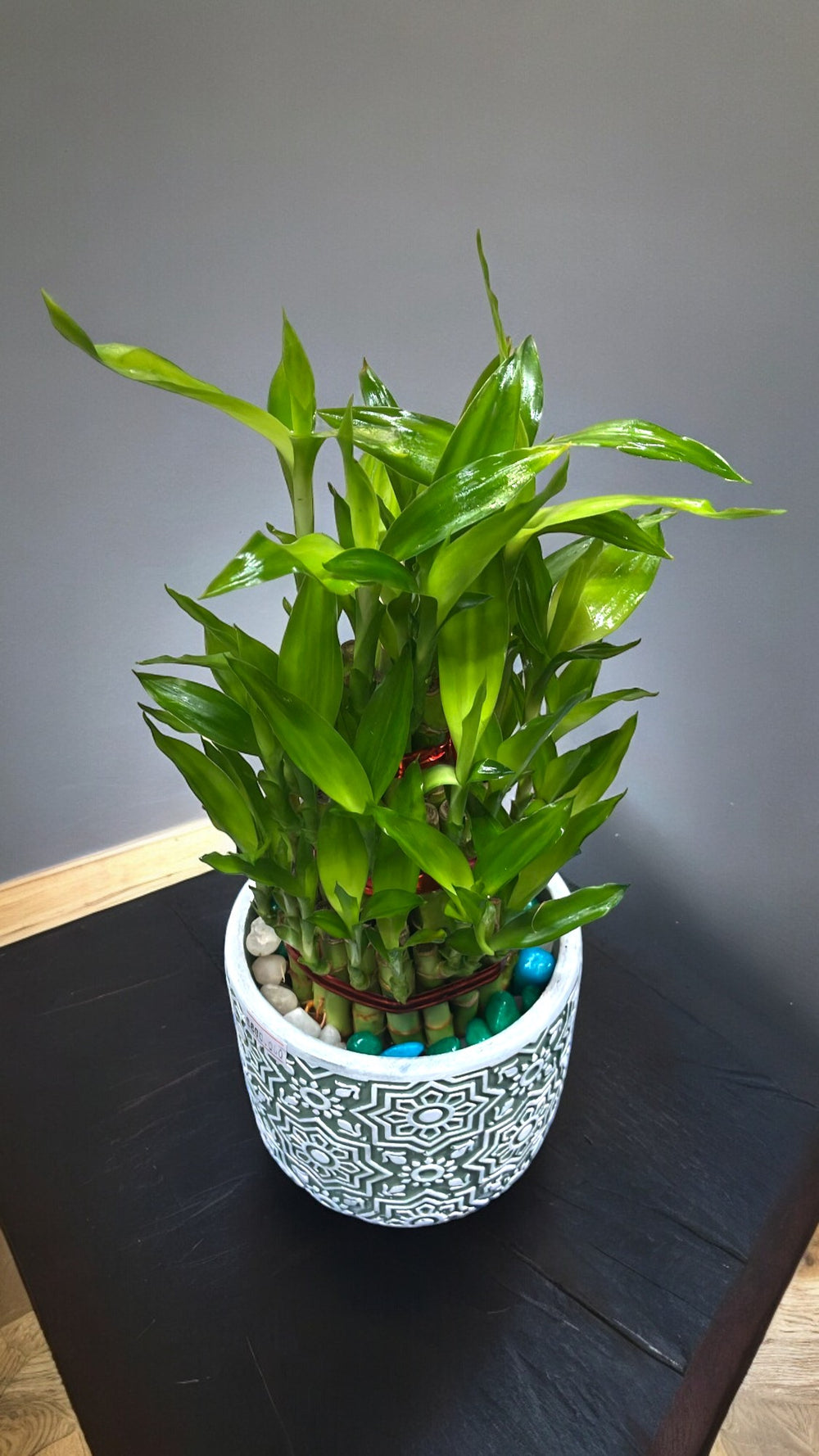 indoor plants in Bangalore