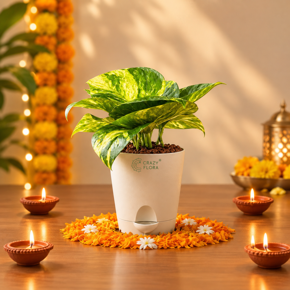 Money Plant included in the Diwali Wishes Gift Hamper