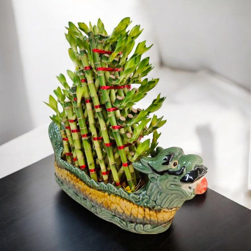 lucky bamboo at home