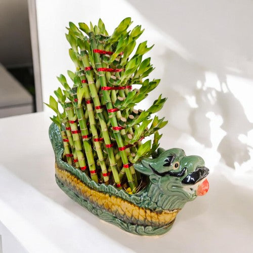 lucky bamboo plant online in Bangalore