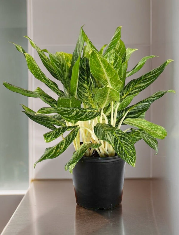 Plants Online in Bangalore for Sale