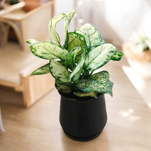 Indoor Plants