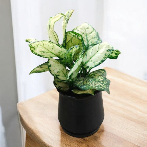 Indoor Plants
