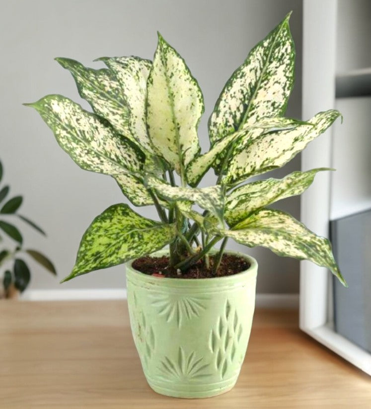 Indoor plants for apartments in Bangalore