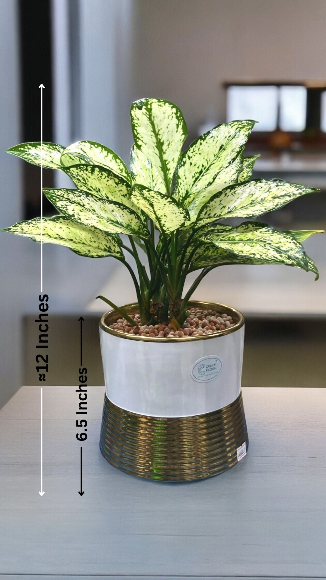 Indoor Plants in Bangalore