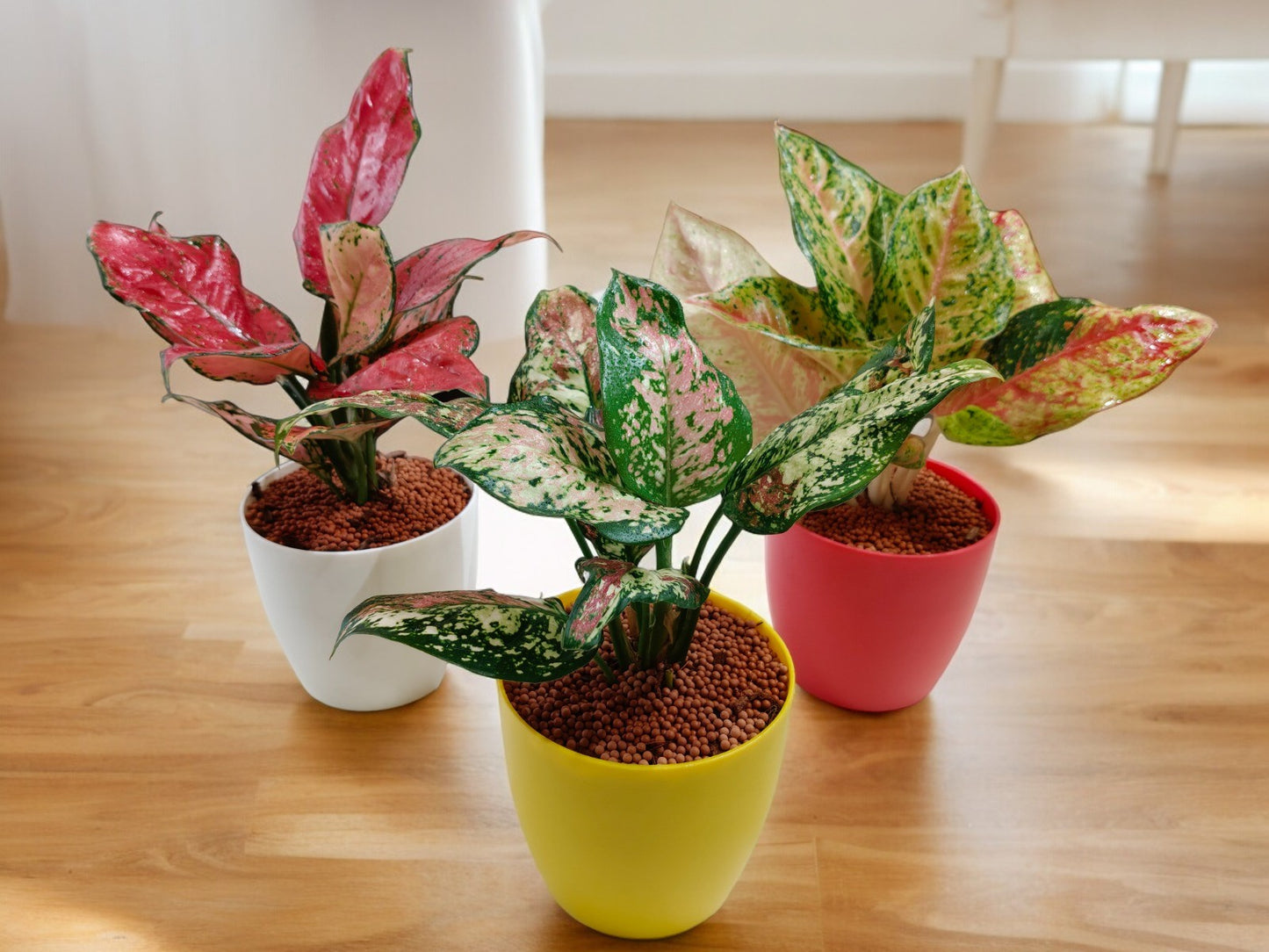 Air-purifying indoor plants Bangalore