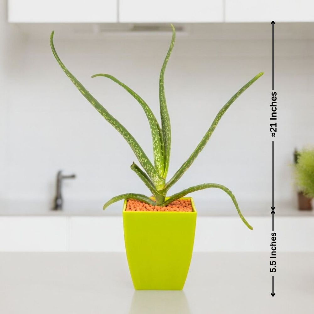 Garden Plants in Bangalore
