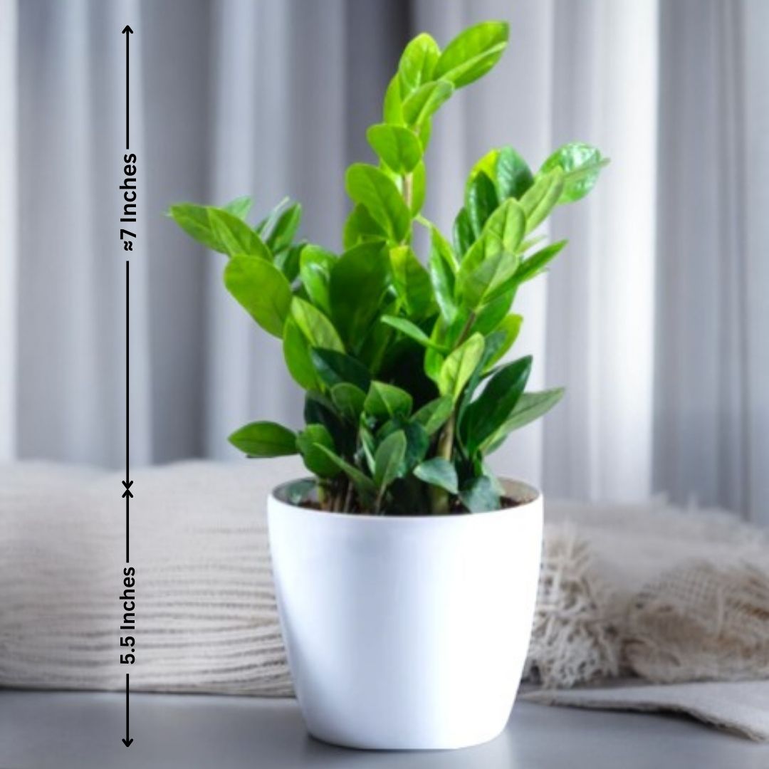 Low Maintenance Outdoor Plants