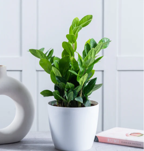 Outdoor Plant Nursery Bangalore