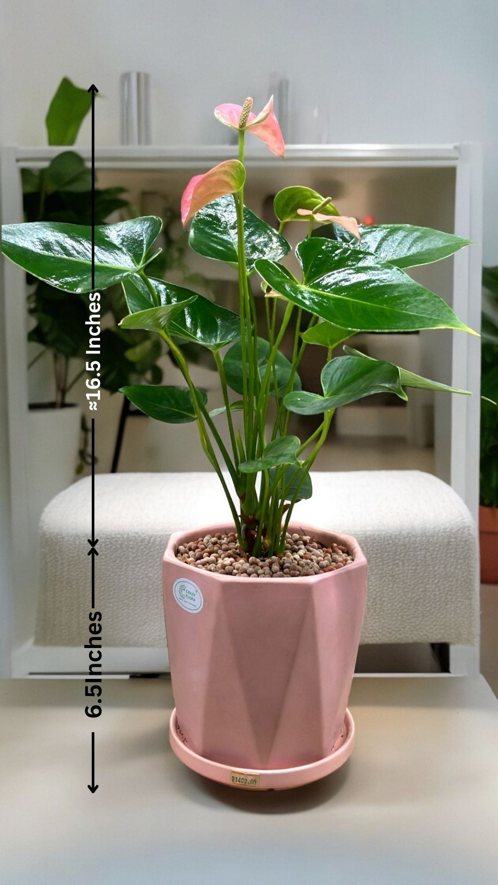 Outdoor Plants Bangalore