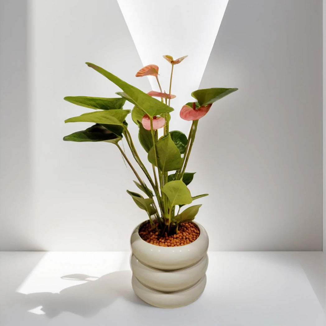 Anthurium Livium Plant in Circle Pot – Beautiful Indoor Plant for Home & Office
