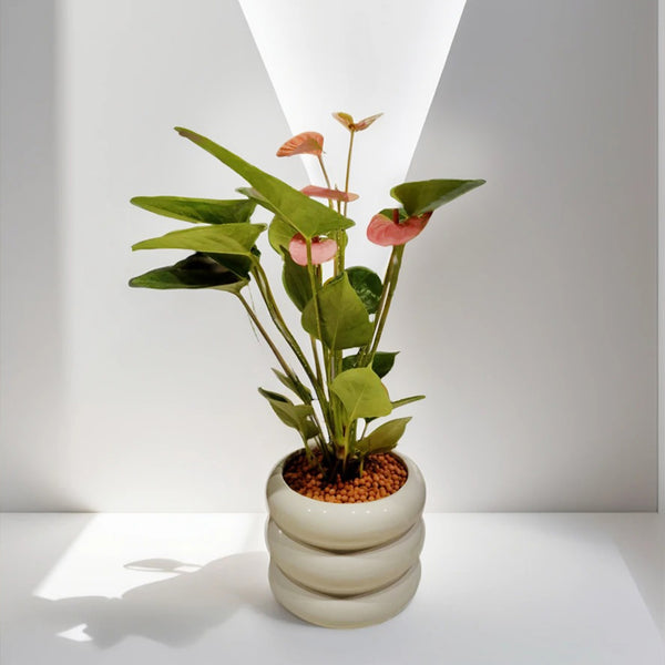 Anthurium Livium Plant in Circle Pot – Beautiful Indoor Plant for Home & Office