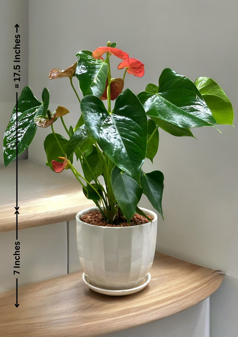Buy indoor plants online Bangalore