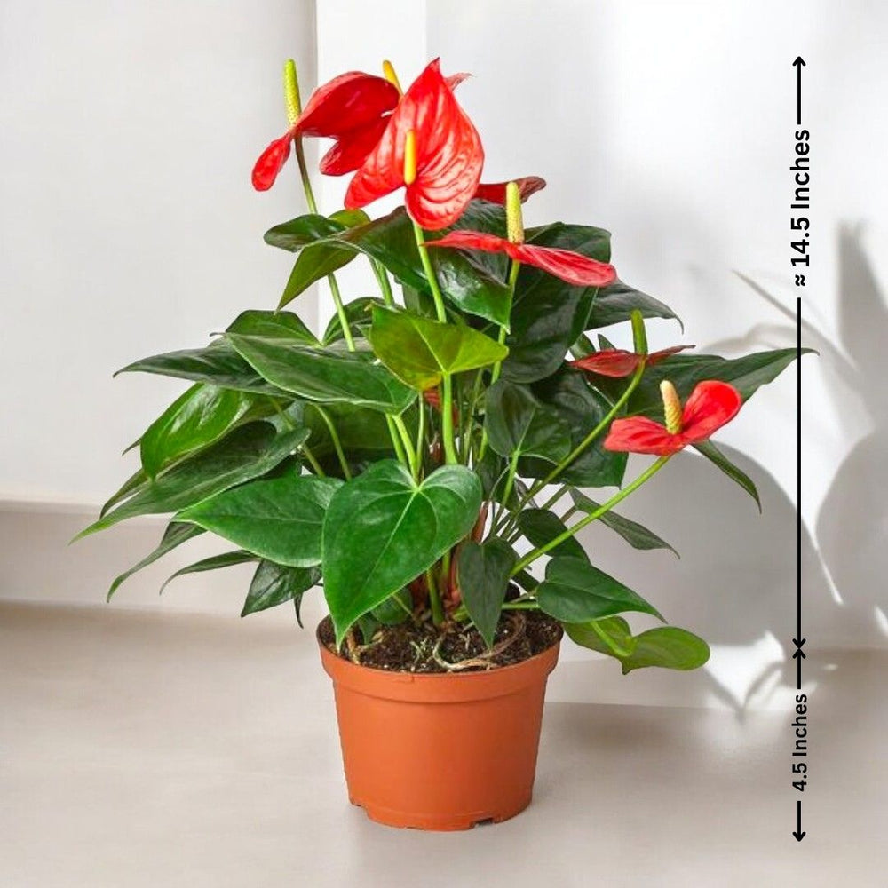 Indoor plant