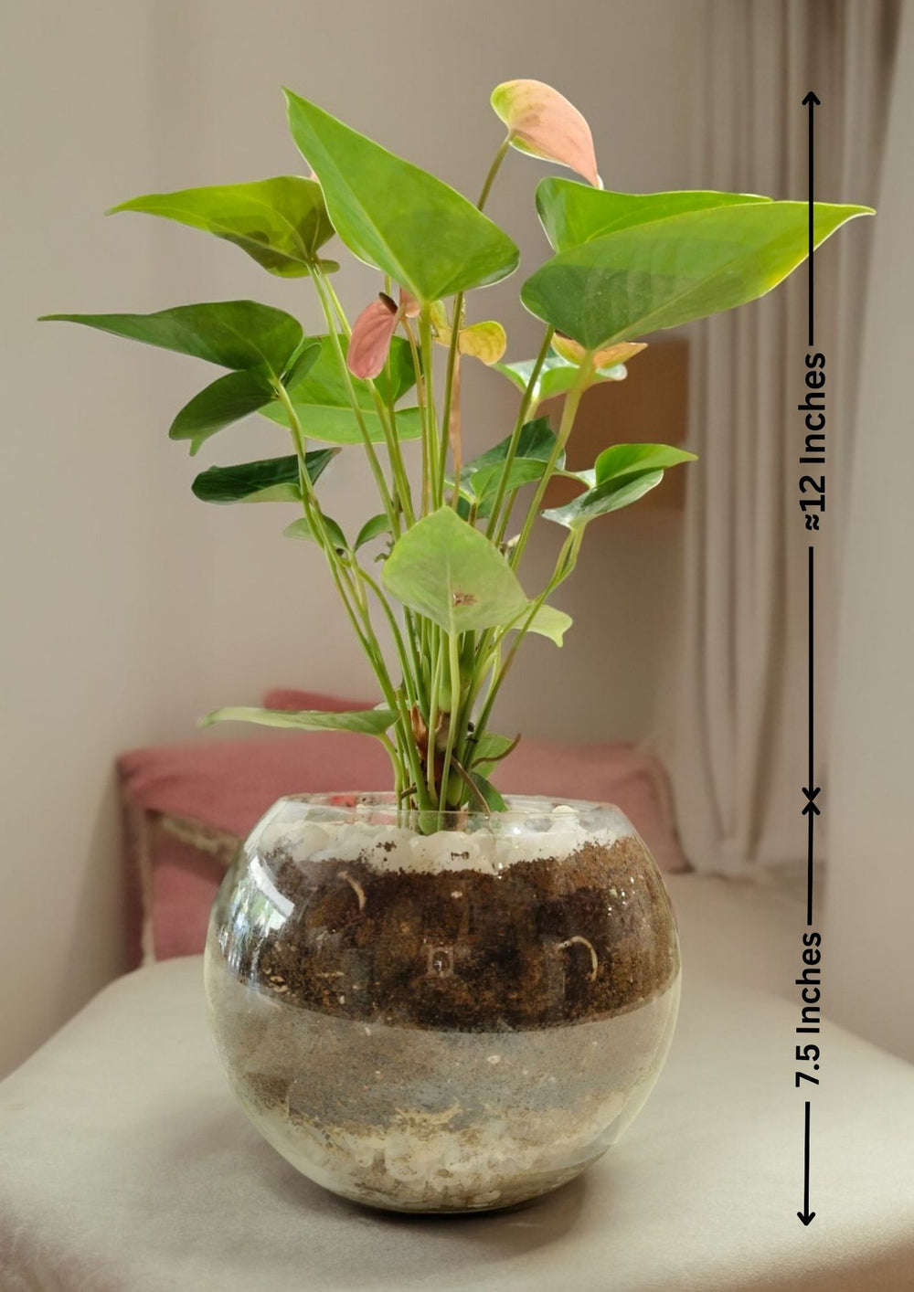 Pink Anthurium Plant in Terrarium
