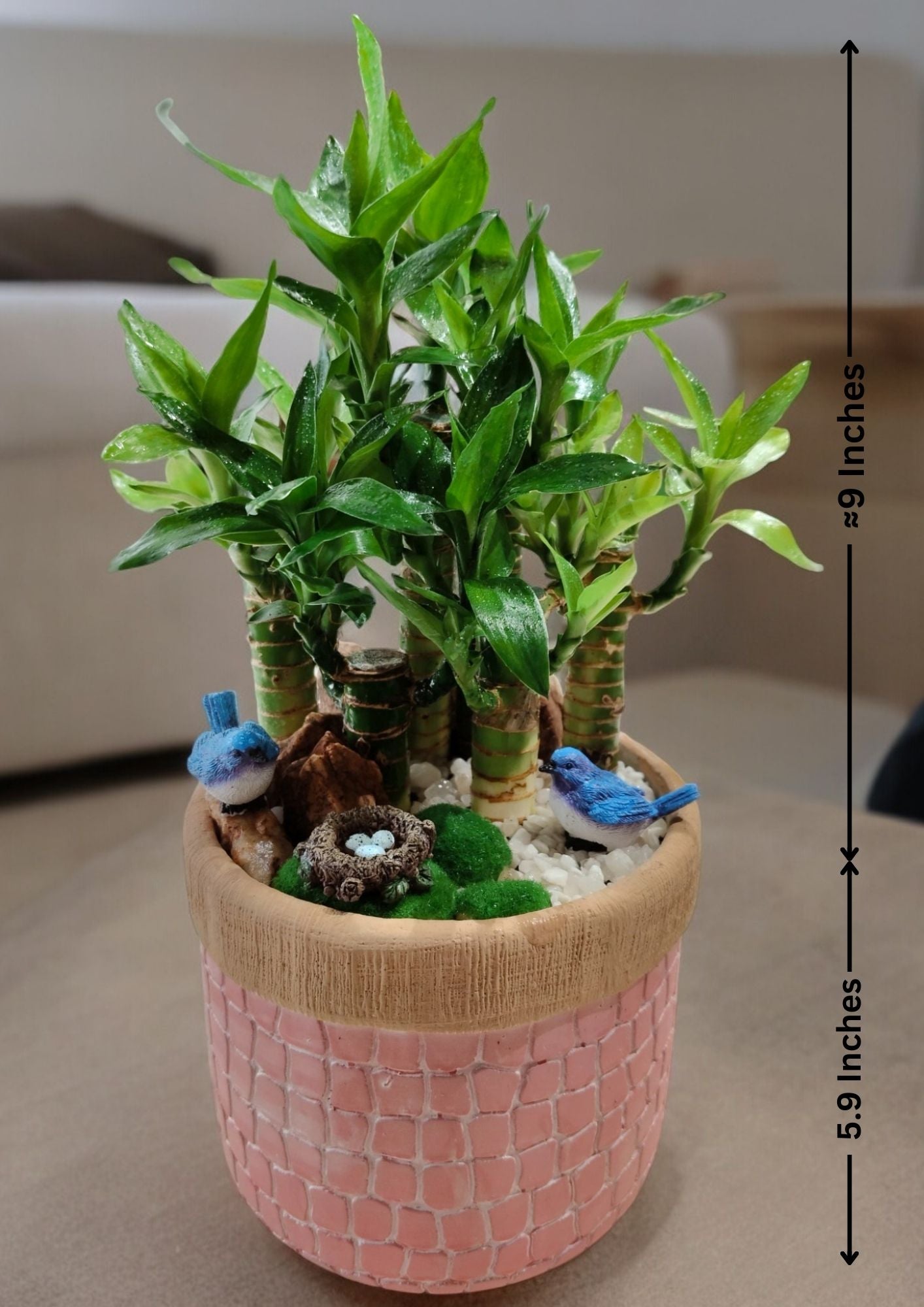 Lucky Bamboo with Designer planter with Pink Brick structured