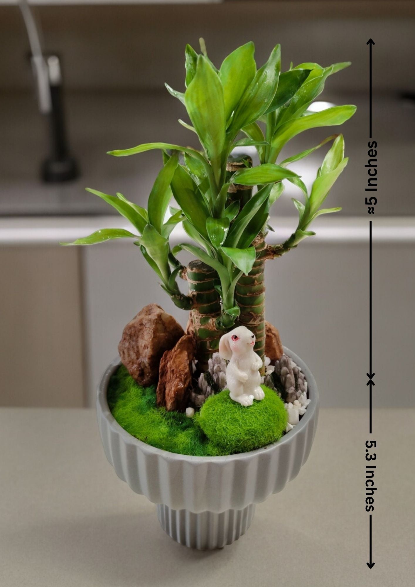 Natural Dracaena Bonsai With Designer pot