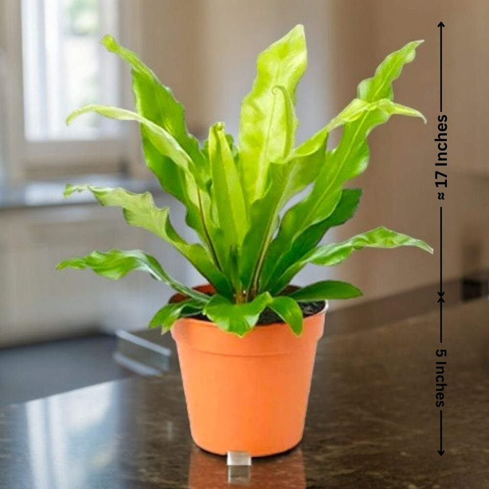 shop indoor plants in Bangalore