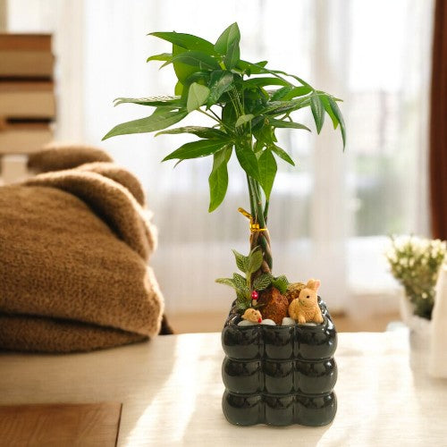 Bonai plants in Square shaped bubble designed and miniature Black ceramic pot Designer plants in bangalore , Designer planters in bangalore