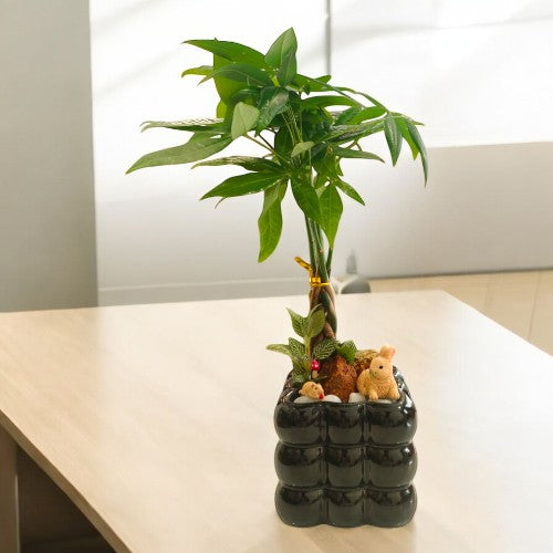 Bonai plants in Square shaped bubble designed and miniature Black ceramic pot 1 Bonsai plants in Designer planters in bangalore
