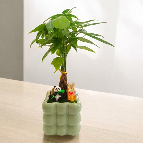 Bonai plants in ceramic pots in bangalore
