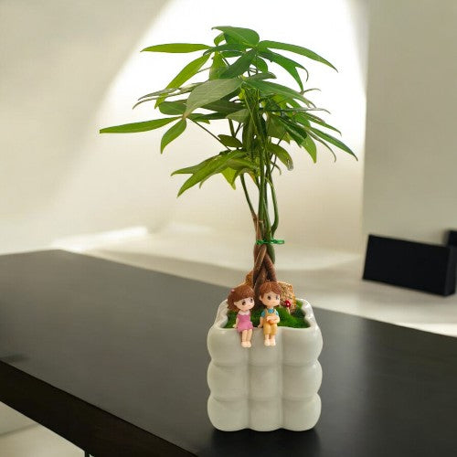 Best Bonai plants Near Bangalore