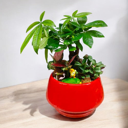 bonsai plants indoor near Bangalore