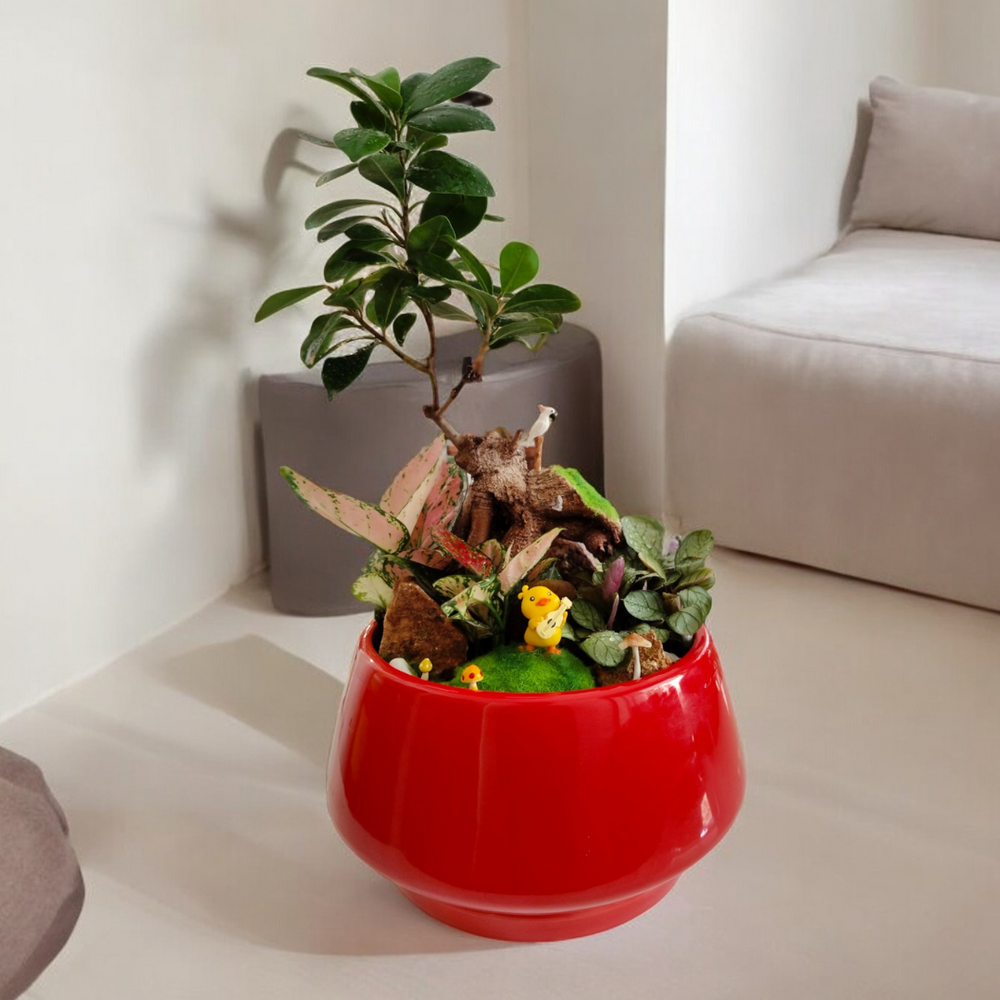 ceramic pots for bonsai plants near bangalore