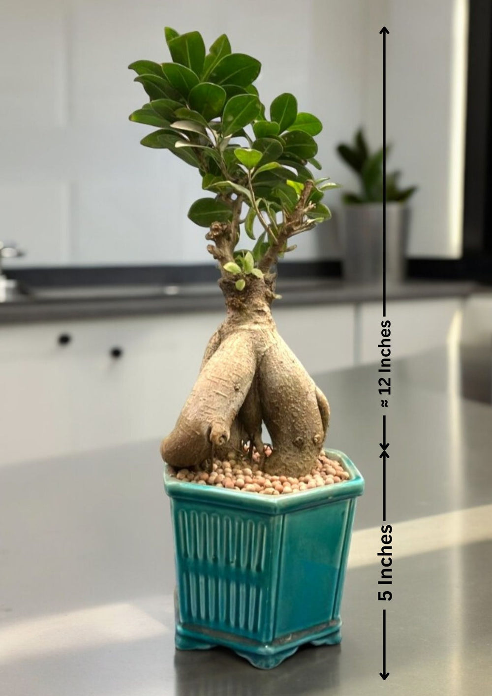 Seasonal Outdoor Plants Bangalore