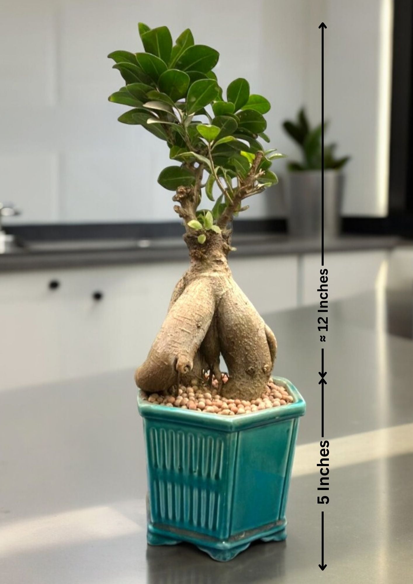 Seasonal Outdoor Plants Bangalore