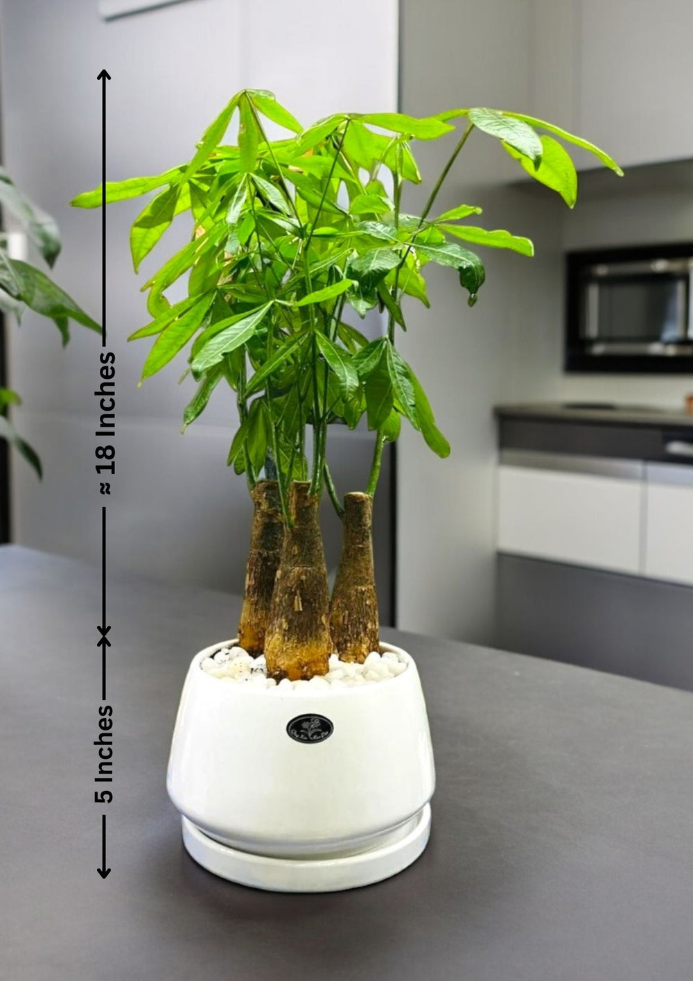 Plants Online in Bangalore for Sale
