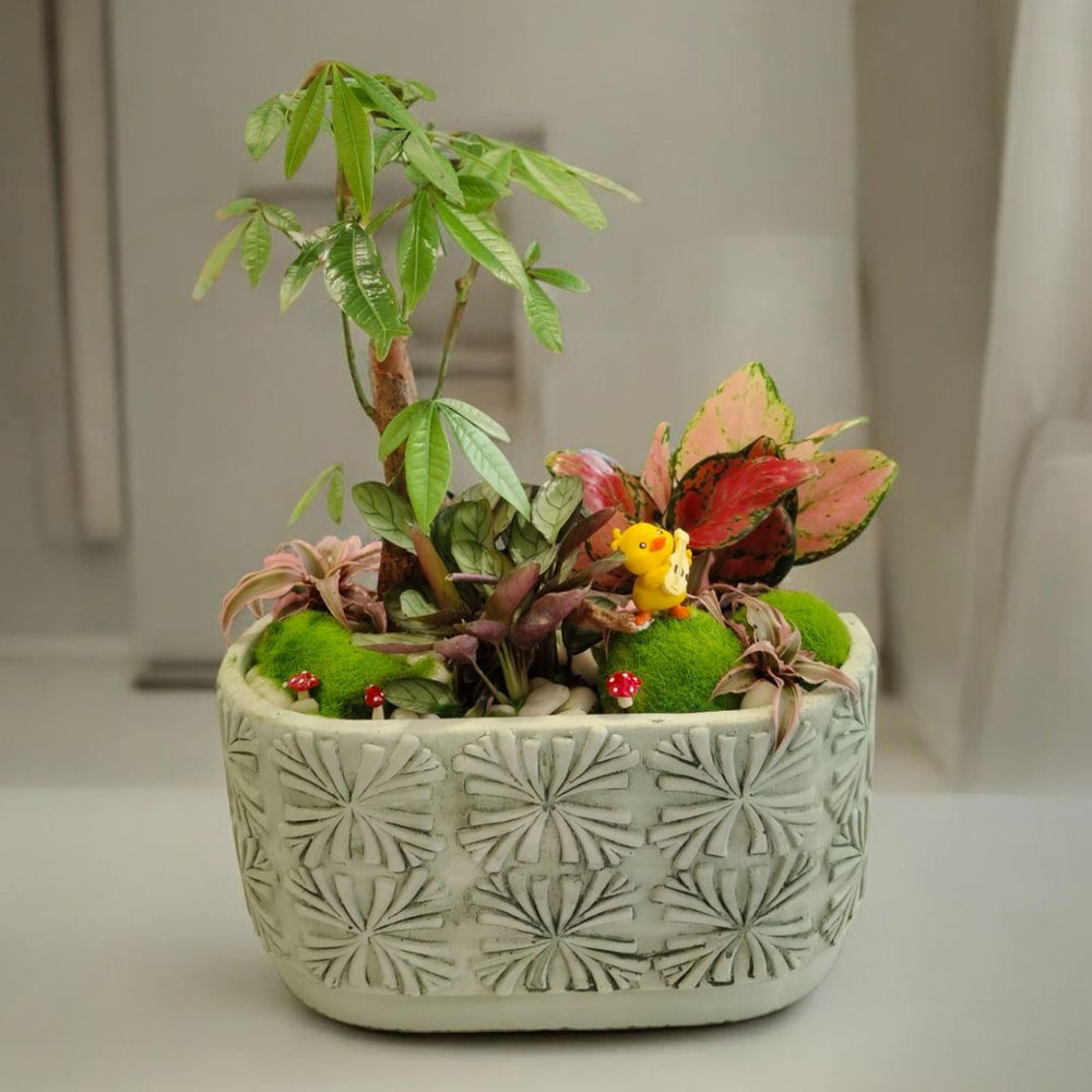 bonsai ceramic pots Near Bangalore