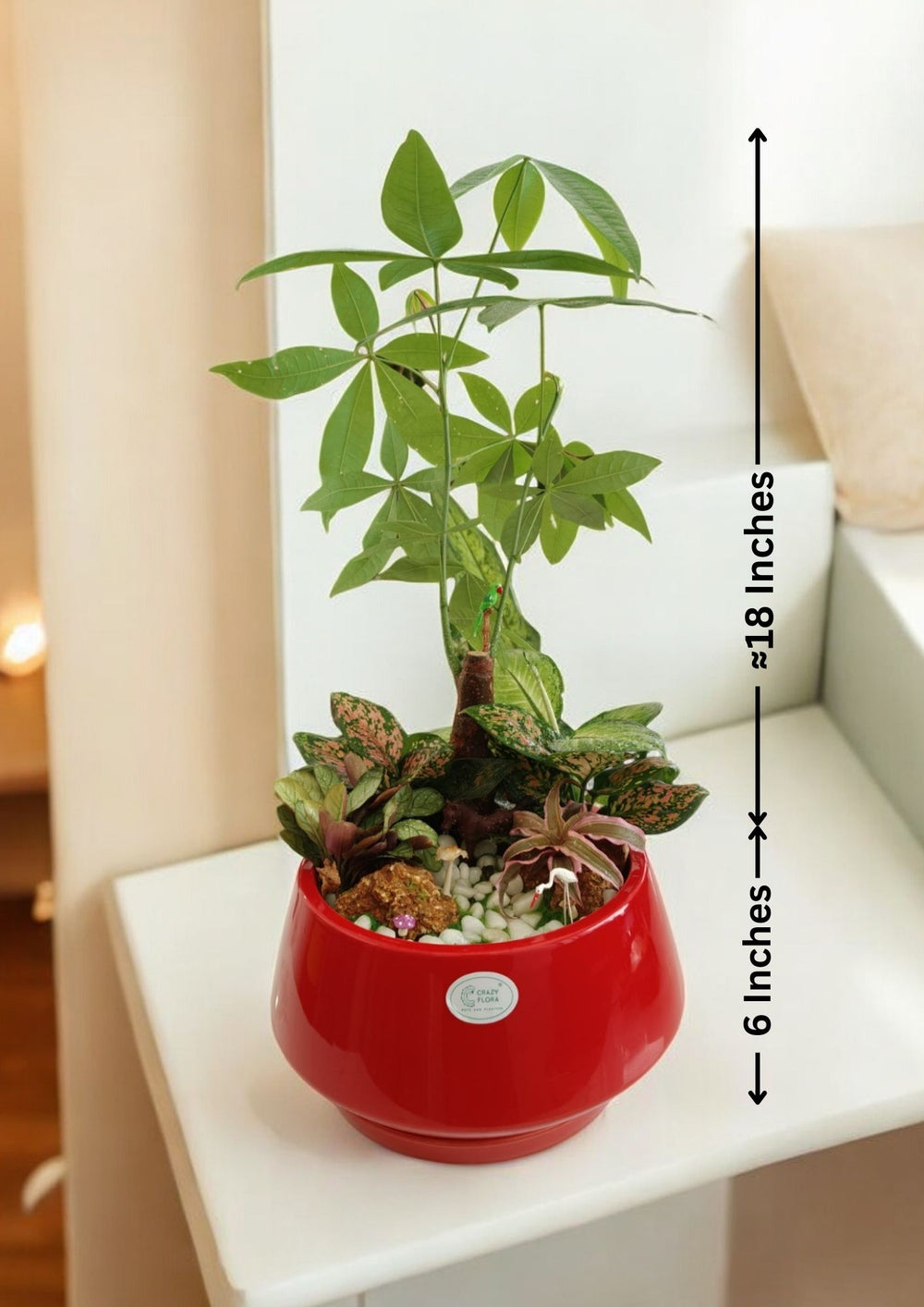unique succulent planter in Bangalore
