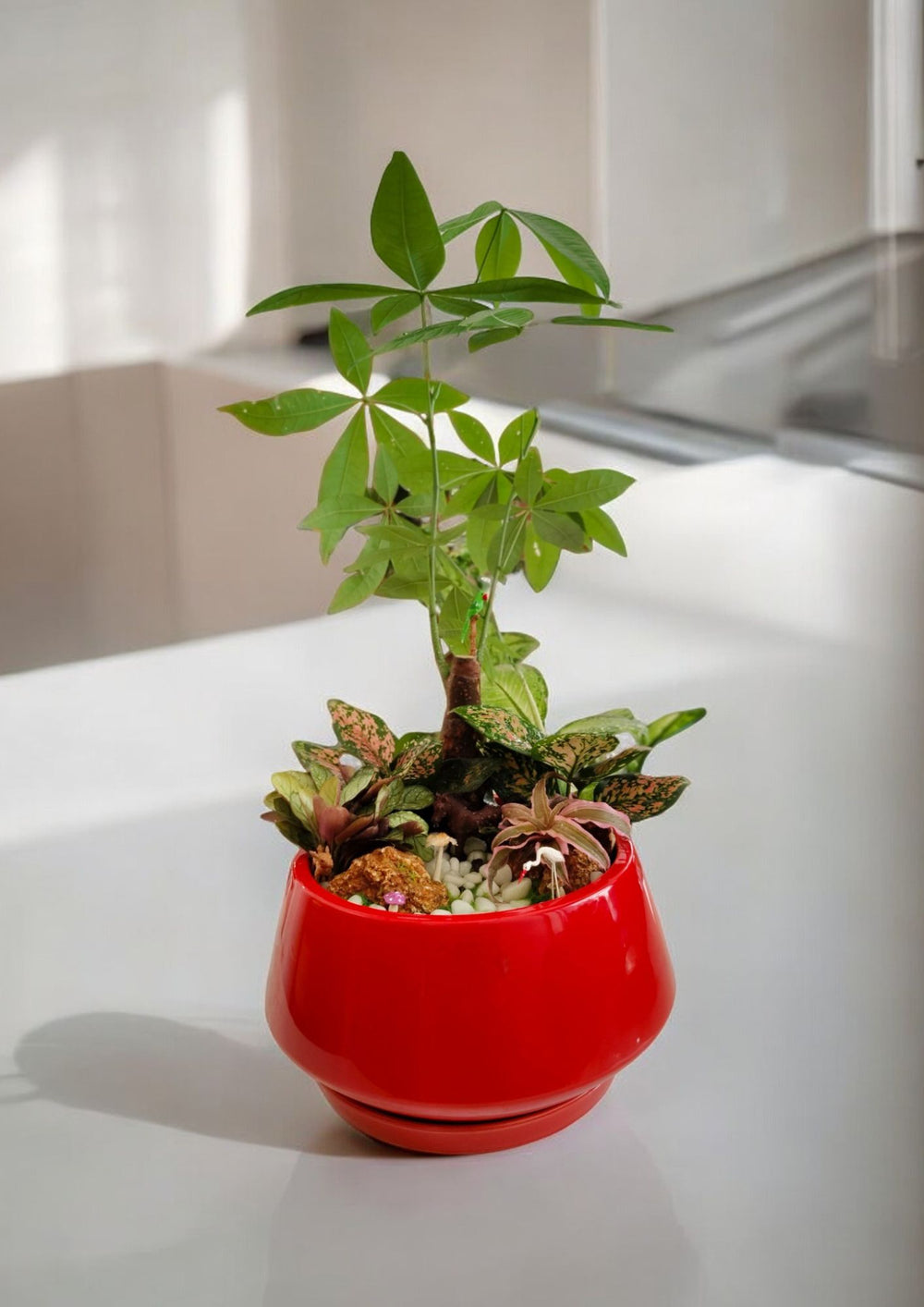 original bonsai plant in bangalore