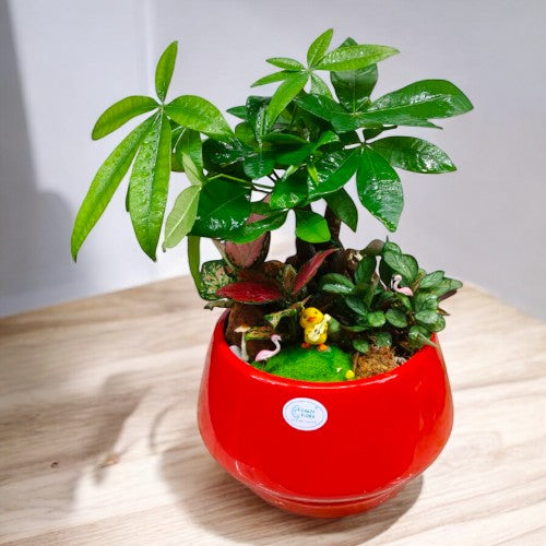 bonsai plants in Bangalore