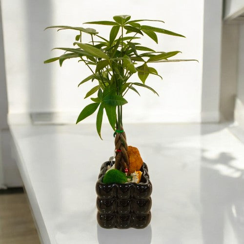 bonsai plants decoration near Bangalore