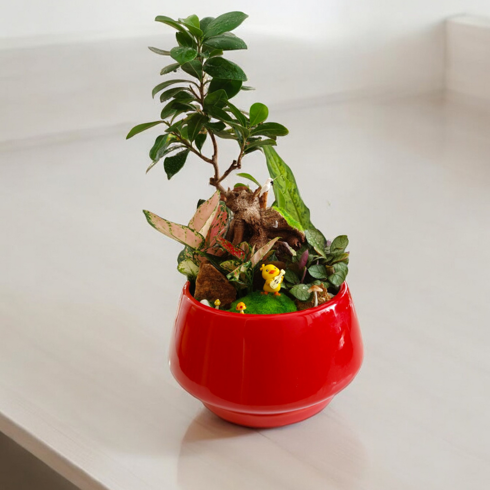 ceramic bonsai pots online in Bangalore