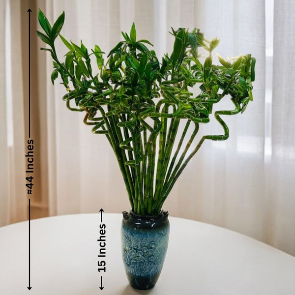 buy spiral bamboo online Near Bangalore