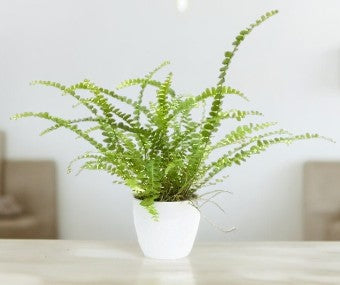 Indoor Plants for Home in Bangalore