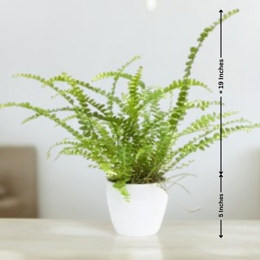 Plants Online in Bangalore for Sale