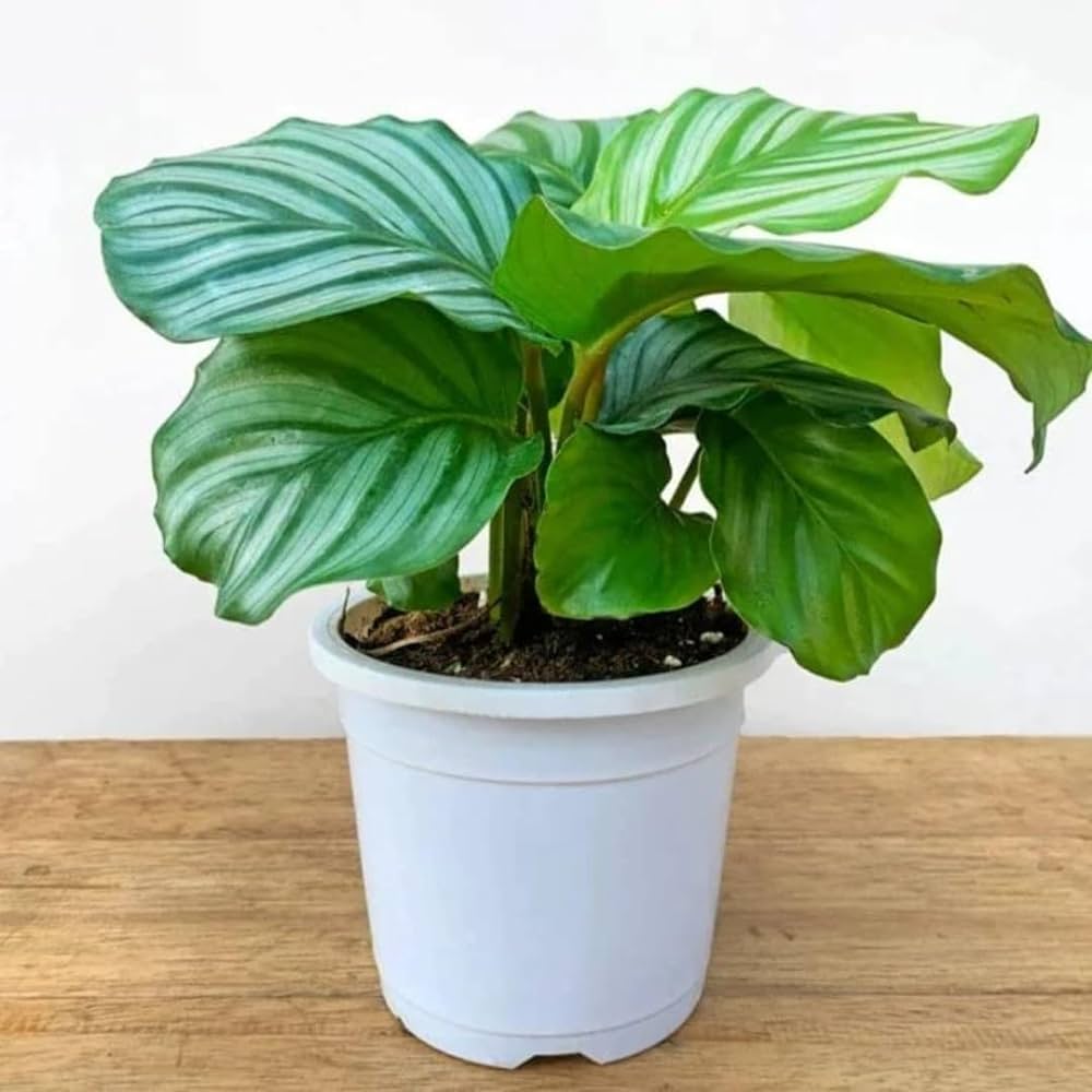Indoor Plants for Home in Bangalore